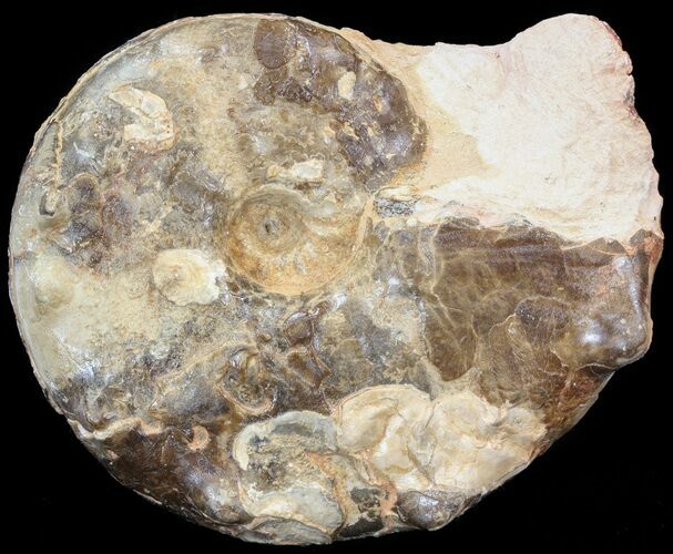 Mammites Ammonite - Goulmima, Morocco #44640